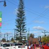 The Christmas tree from a distance.