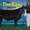 Lemoore High's Danae Brewster, 10th grader, with her 2014 Kings County Fair Supreme Grand Champion Feeder Calf.