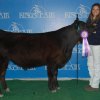 Danae Brewster with 2014 Kings County Fair Supreme Grand Champion Feeder Calf.