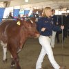 Shelby Inman showing her steer in the ring.