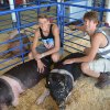 Sterling and Griffin Stinger take care of their hogs.