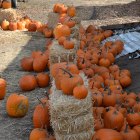 Here are the pumpkins, a lot of them!