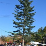 The Christmas Tree, courtesy of the Lemoore Volunteer Fire Department.