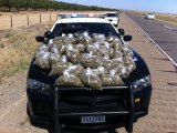 Kings County Sheriff's bust, $350,000 worth of marijuana