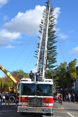 It took about an hour and a half to get the city's new Christmas tree in place Sunday afternoon in Lemoore.
