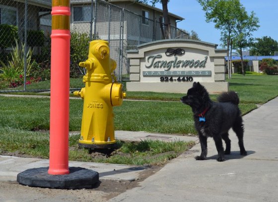 A small dog eyes the repaired fire hydrant.