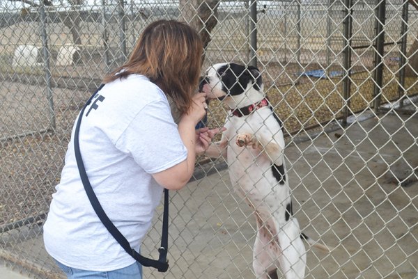 Wayward animals find a friendly temporary home with the Kings County SPCA | The Leader Wayward animals find a friendly temporary home with the Kings County SPCA | The Leader